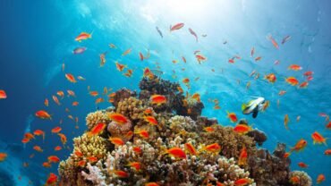 snorkeling in egypt sharm el sheikh