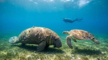 Abu Dabbab Turtles and Dugong Snorkeling: The Ultimate 2026 Guide