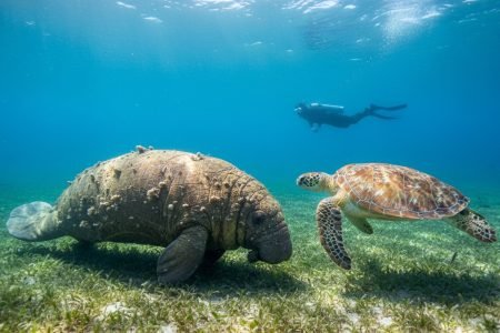 Abu Dabbab Turtles and Dugong Snorkeling: The Ultimate 2026 Guide