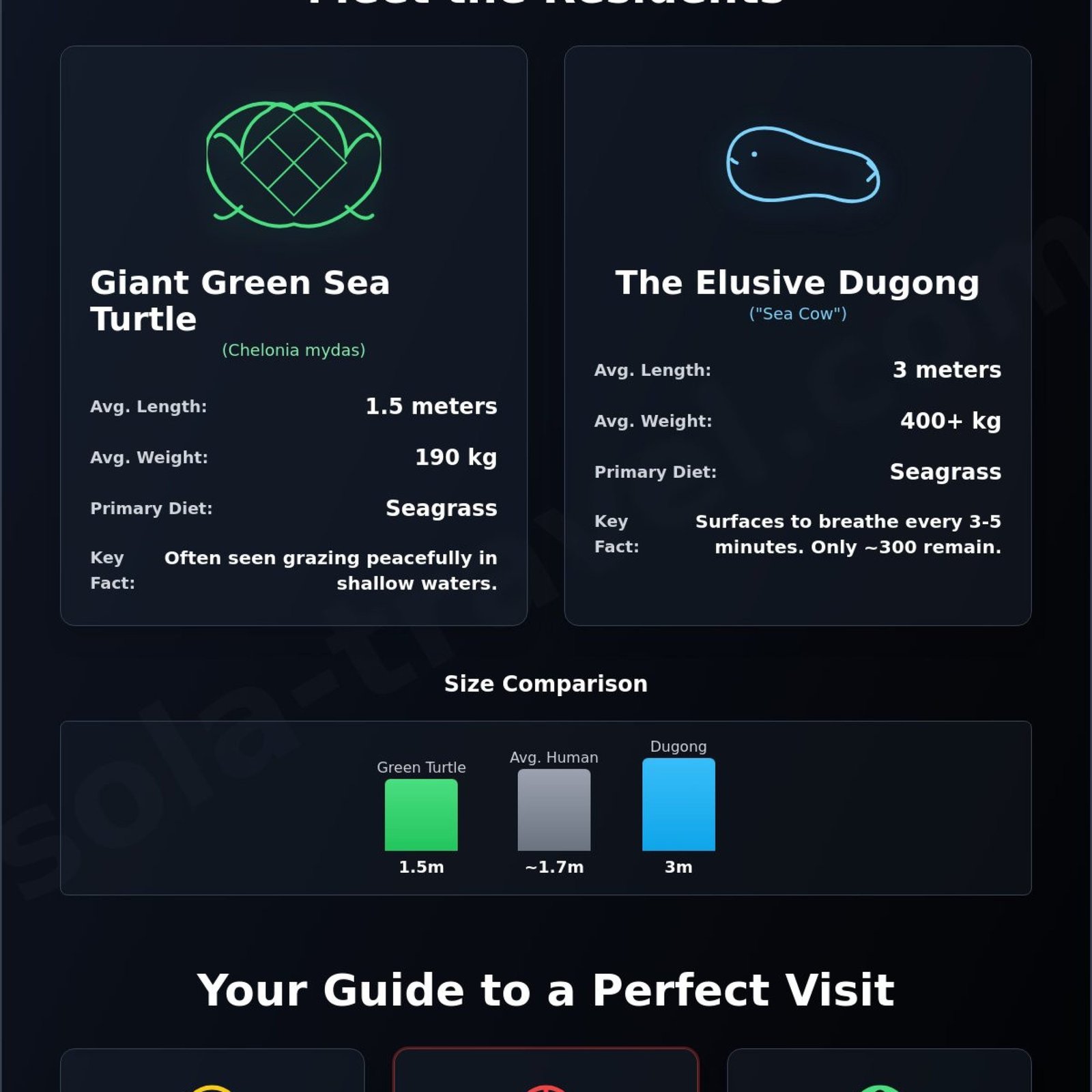 Abu Dabbab Turtles and Dugong Snorkeling: The Ultimate 2026 Guide