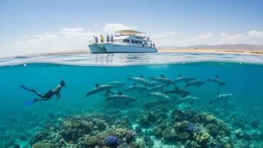 Sataya Reef Dolphin Tour Marsa Alam: Ultimate 2026 Visitor Guide
